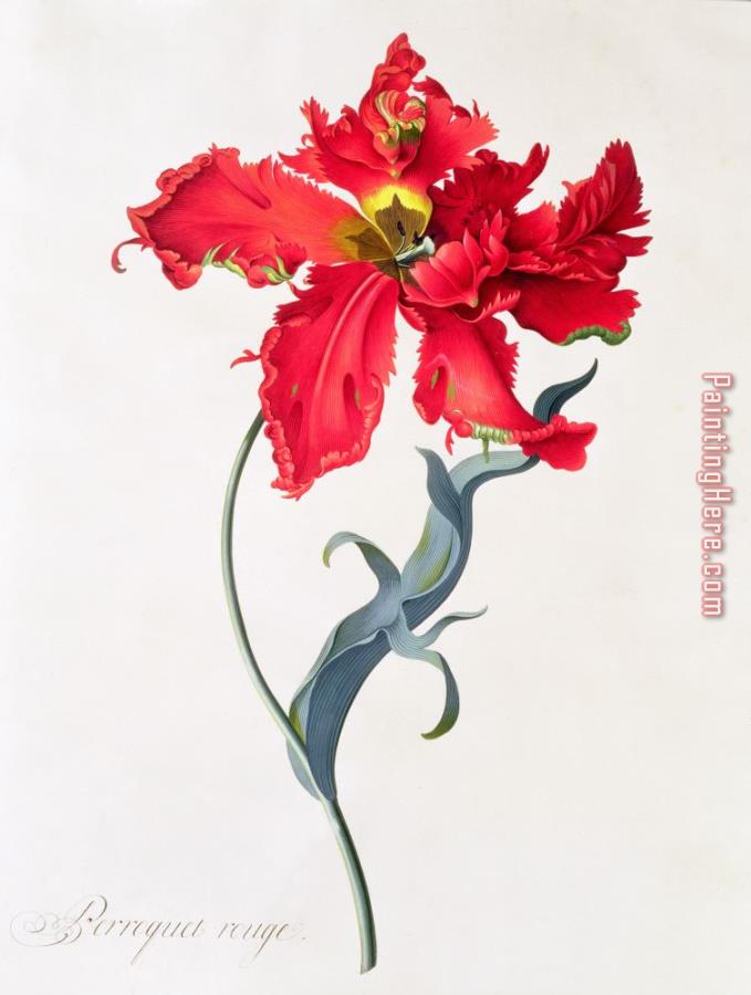 Georg Dionysius Ehret Tulip Perroquet Rouge